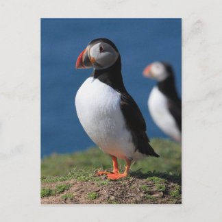 De Papegaaiduikers van het Eiland van Skomer Briefkaart