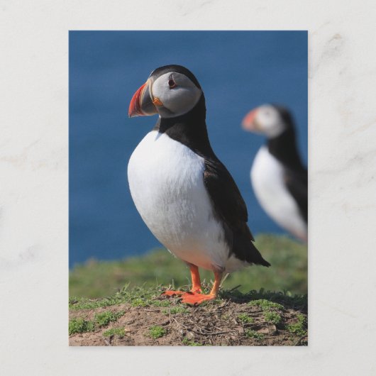 De Papegaaiduikers van het Eiland van Skomer Briefkaart (Voorkant)