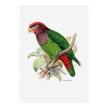 De papegaaien zijn twee van drie