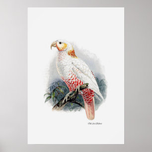 De papegaaiserie één van drie poster