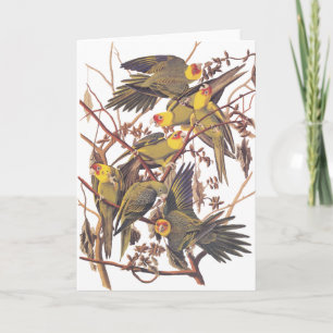De Parkiet van Carolina van Audubon Kaart