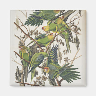 De Parkiet van Carolina, van "Vogels van Amerika", Magneet