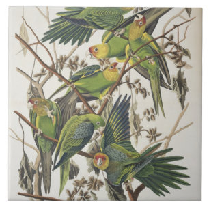 De Parkiet van Carolina, van "Vogels van Amerika", Tegeltje