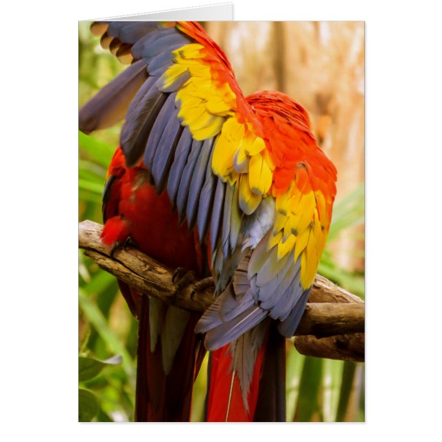 De parrots storen niet! Scarlet Macaw (Voorkant)
