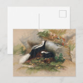 De patagonische kunk van Joseph Wolf Briefkaart (Voorkant / Achterkant)