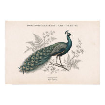 De Pauwen Oude Pauw