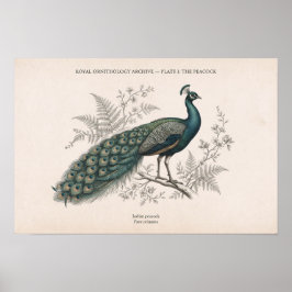 De Pauwen Oude Pauw Poster