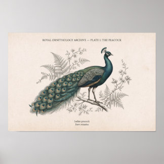 De Pauwen Oude Pauw Poster