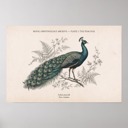 De Pauwen Oude Pauw Poster (Voorkant)