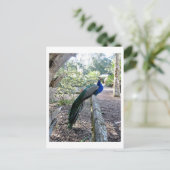 De Peacock Briefkaart (Staand voorkant)