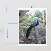 De Peacock Briefkaart (Voorkant / Achterkant)