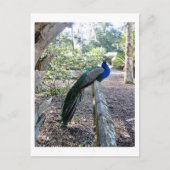 De Peacock Briefkaart (Voorkant)