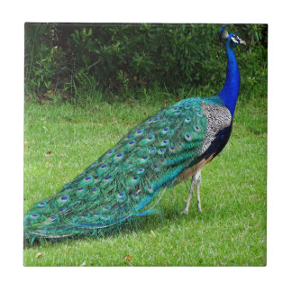 De Peacock Dance Tegeltje