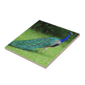 De Peacock Dance Tegeltje (Zijkant)