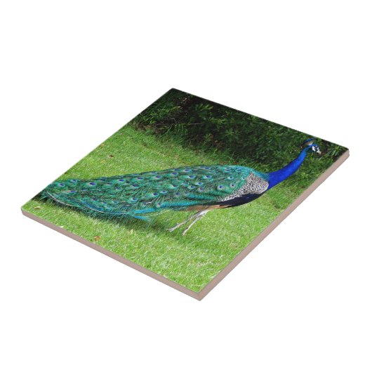 De Peacock Dance Tegeltje (Zijkant)