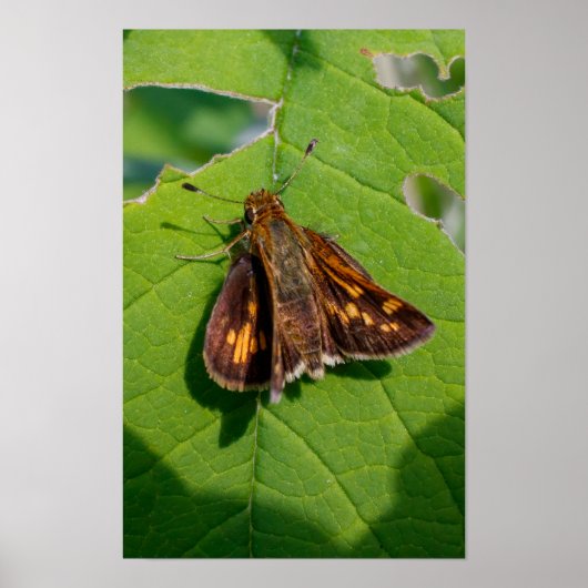 De Pecks Skipper Poster (Voorkant)