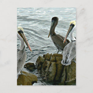 De Pelikanen van Monterey Briefkaart