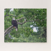 De Perch van de Eagle - 16x20 - 520 pcs puzzel (Horizontaal)