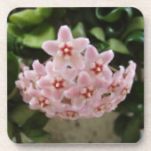 De perfecte Afrikaanse Violet Bloom Onderzetter se (Voorkant)