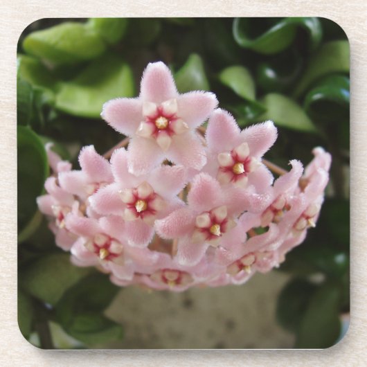 De perfecte Afrikaanse Violet Bloom Onderzetter se (Voorkant)