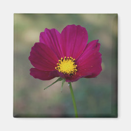 De Perfecte Bloem van de zuster Magneet