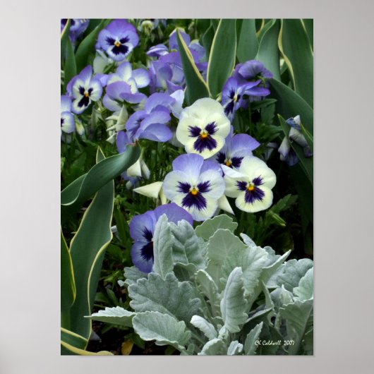 De perfecte passie poster (Voorkant)