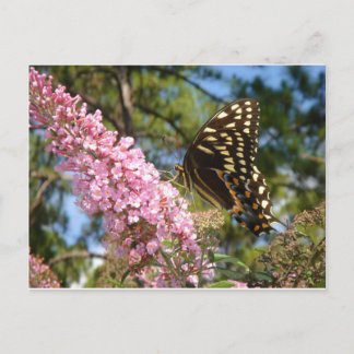 De perfecte vlinder! briefkaart