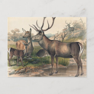 De Perzische Deer van Joseph Wolf Briefkaart