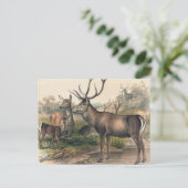 De Perzische Deer van Joseph Wolf Briefkaart (Staand voorkant)