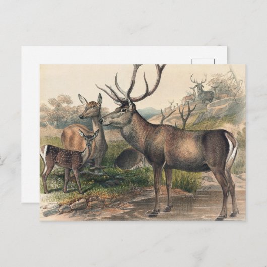 De Perzische Deer van Joseph Wolf Briefkaart (Voorkant / Achterkant)