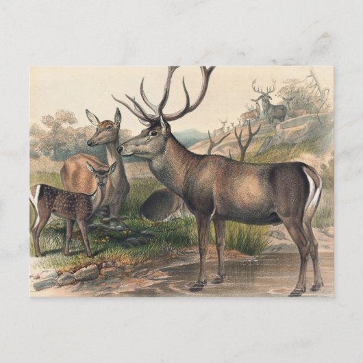 De Perzische Deer van Joseph Wolf Briefkaart (Voorkant)