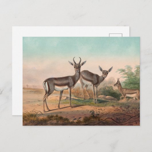 De Perzische Gazelle van Joseph Wolf Briefkaart (Voorkant / Achterkant)
