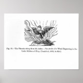 De Phoenix die uit zijn as voortkomt Poster (Voorkant)