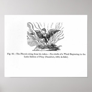 De Phoenix die uit zijn as voortkomt Poster