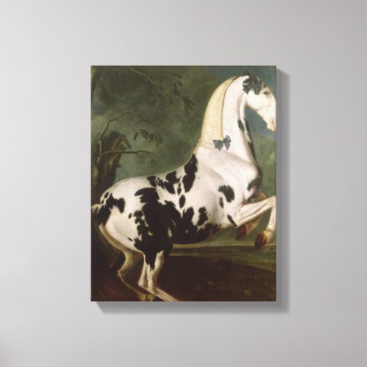 De Piebald Stallion van de Eisgruber-studie Canvas Afdruk (Voorkant)