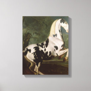 De Piebald Stallion van de Eisgruber-studie Canvas Afdruk