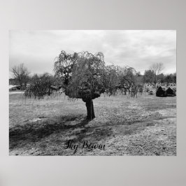 De piepende boom poster