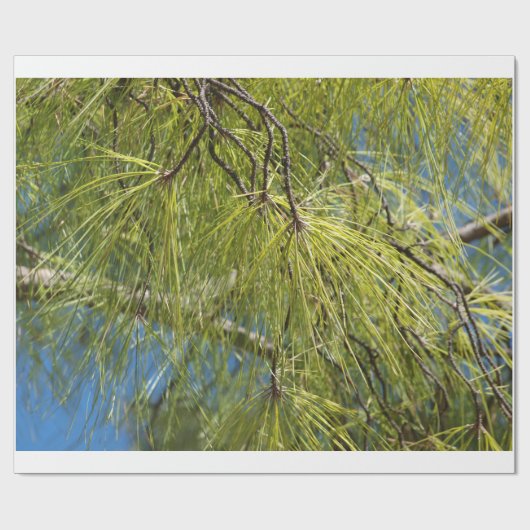 De pinebak cadeaupapier (Vlak)