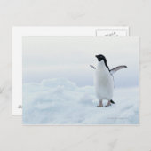 De pinguïn van Adelie, Antarctica Briefkaart (Voorkant / Achterkant)