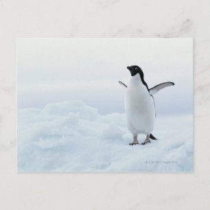 De pinguïn van Adelie, Antarctica Briefkaart