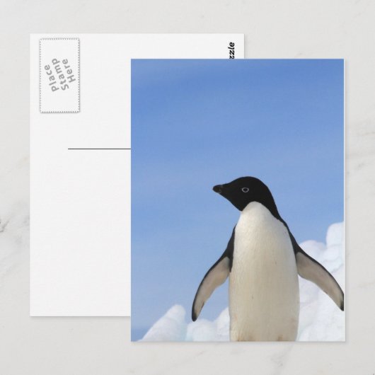 De Pinguïn van Adelie Briefkaart (Voorkant / Achterkant)