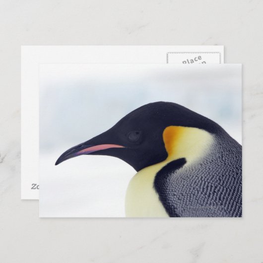 De Pinguïn van de keizer, het Eiland van de Heuvel Briefkaart (Voorkant / Achterkant)