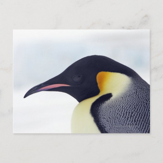 De Pinguïn van de keizer, het Eiland van de Heuvel Briefkaart (Voorkant)