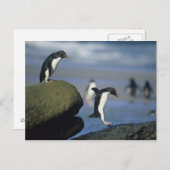 De Pinguïnen van Rockhopper, Eudyptes chrysocome), Briefkaart (Voorkant / Achterkant)