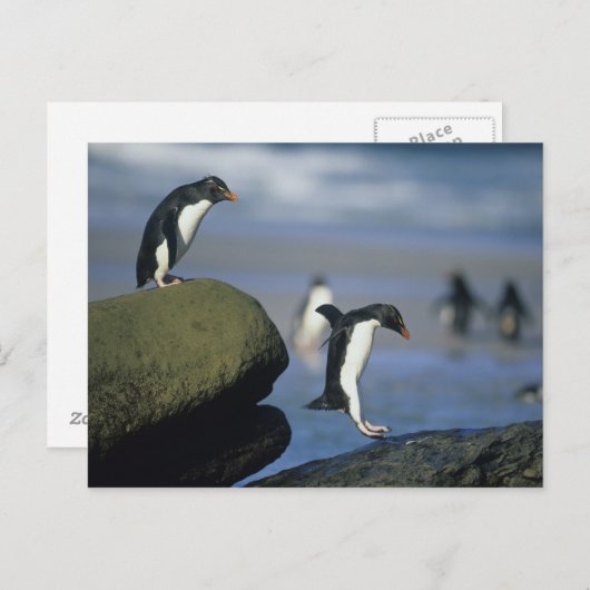 De Pinguïnen van Rockhopper, Eudyptes chrysocome), Briefkaart (Voorkant / Achterkant)
