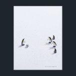 De pinguïns die voetbal spelen briefkaart<br><div class="desc">De pinguïns die voetbal spelen | ULTRA.F | AssetID: 103776885</div>