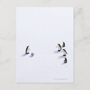 De pinguïns die voetbal spelen briefkaart