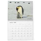 De pinguïns zijn de Kalender 2022 van de Koel met  (Jan 2027)