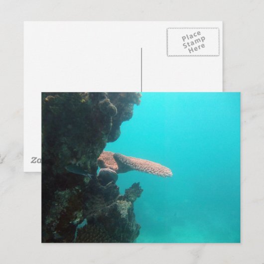 De Plank van het koraal Briefkaart (Voorkant / Achterkant)