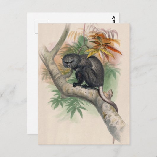 De Pluto Monkey van Joseph Wolf Briefkaart (Voorkant / Achterkant)